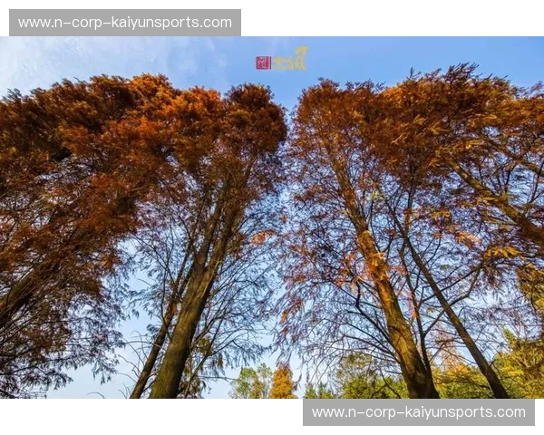 巅峰对决的永恒瞬间：皇家马德里vs拜仁慕尼黑视频中的豪门恩怨与荣耀史诗